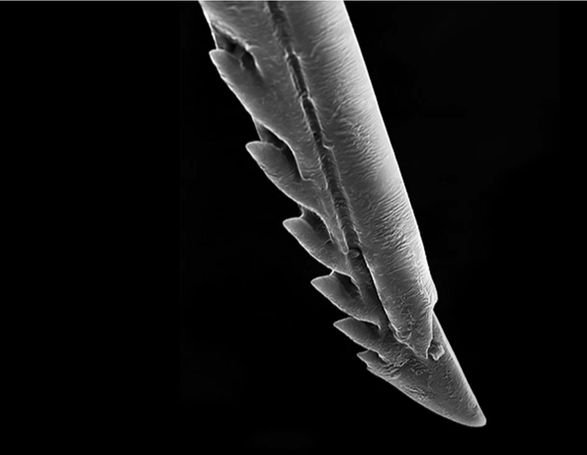 BRzMFzzzhNo43l5Gd GNvJ