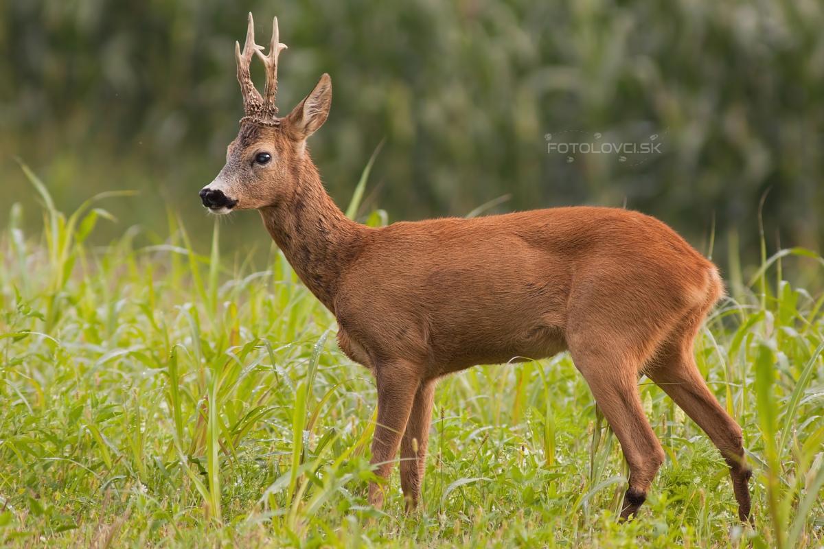 srnec-lesny-roe-deer-capreolus-capreolus-547