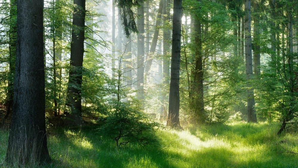 jarvis 5e459f5c498e75f6a212ca16