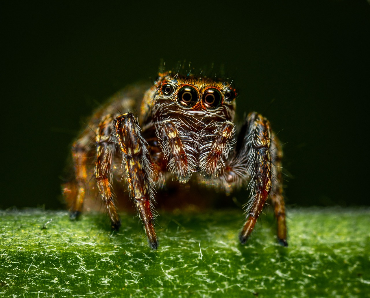 spider-3500163 1280