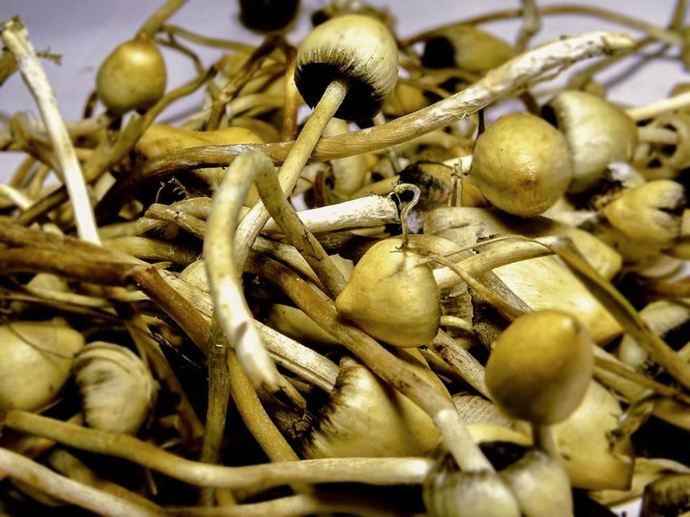 houby-shutterstock 595008758