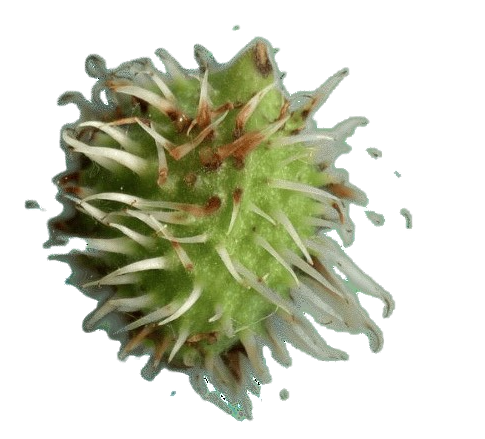 img344a-removebg-preview