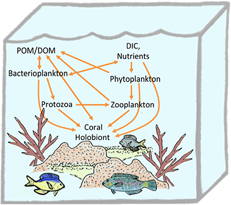 Trophic connections of the coral holobiont in the planktonic food web