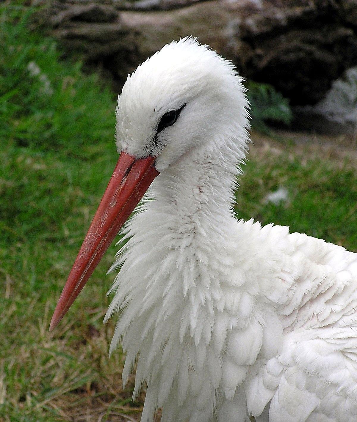 1200px-Bristol.zoo.white.stork.head.arp