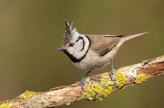 parukarka 372544921-jpg denik-630