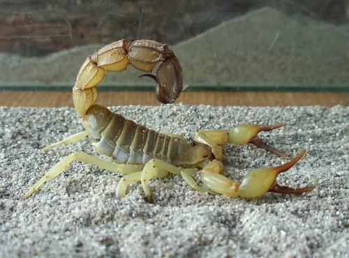 st-tlustorepy-131221033102