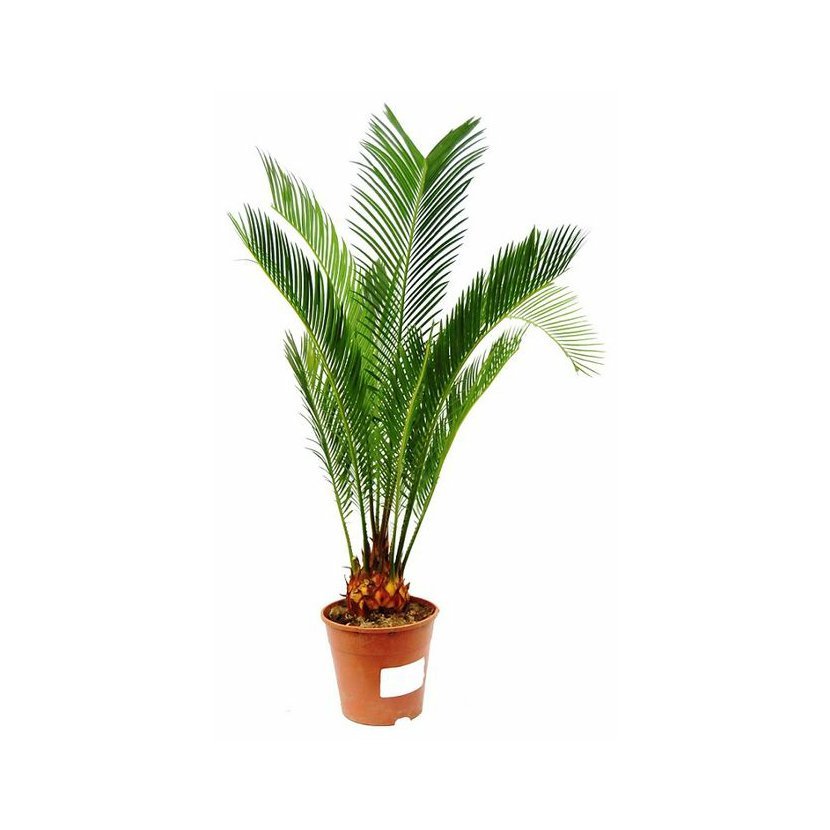 cycas