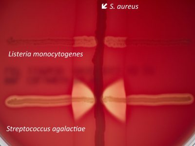 CAMP-scaled-p6h1o87uqf0af04fapjqocg56z9iher7poiinaw6ns