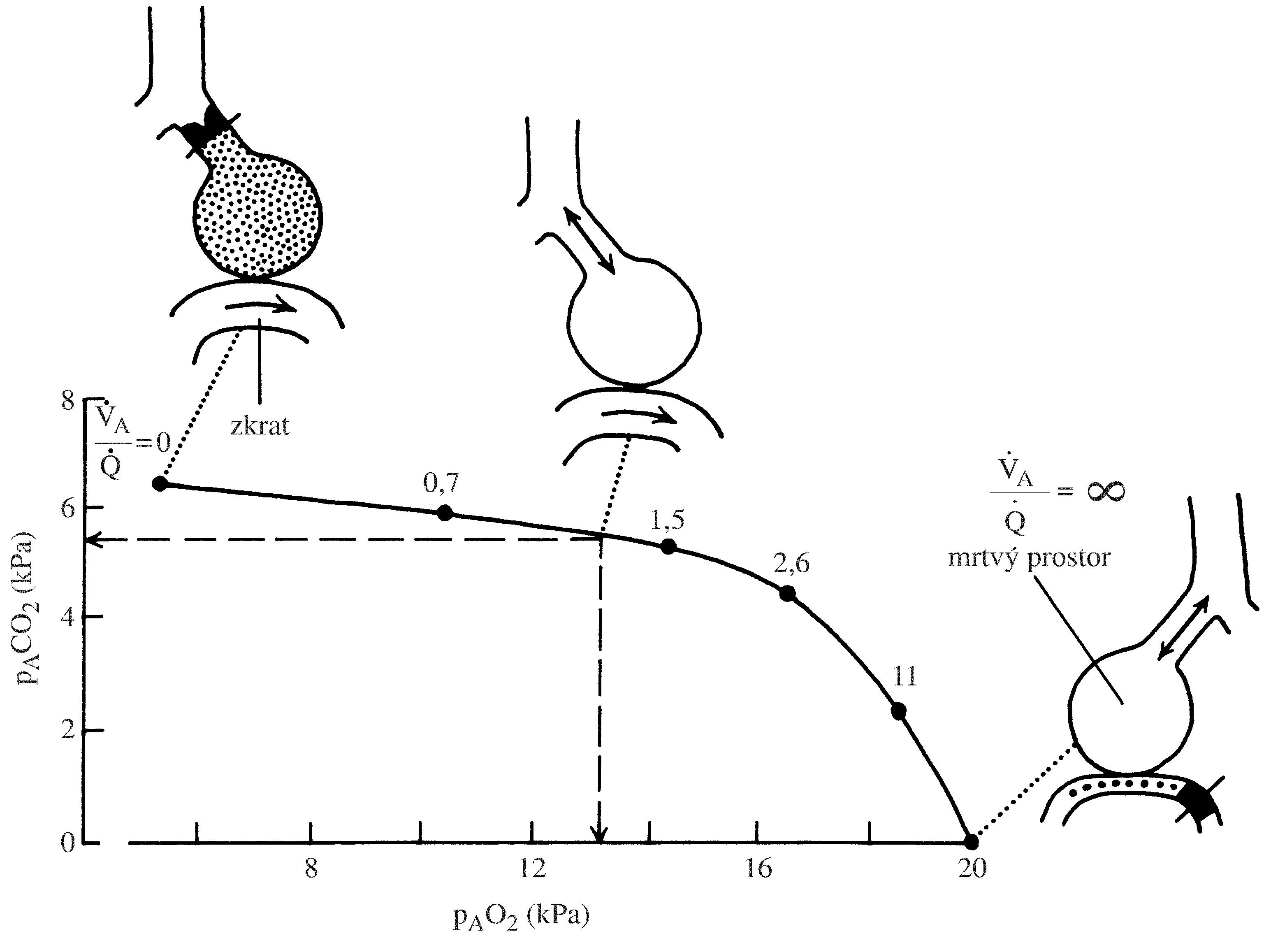 2021 Patologicka fyzio 1 Page 280 Image 0002