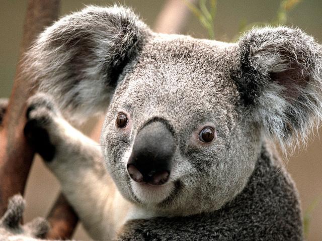 koala 3