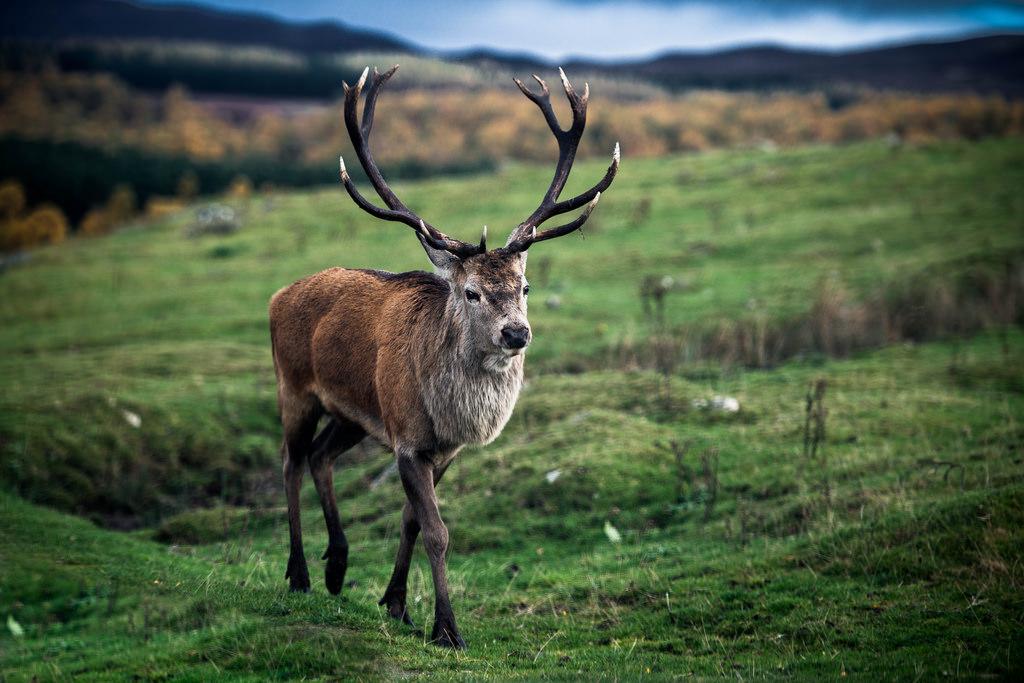 Largest Red Deer