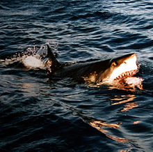 220px-Surfacing great white shark