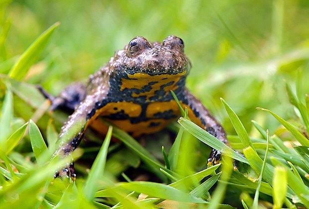 kunka-zlutobricha 156830546-jpg denik-630