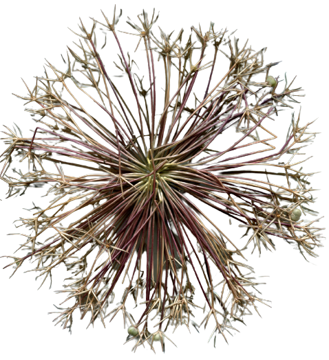 img335-removebg-preview