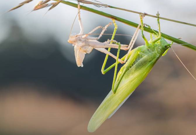 BIB64xMMpEwrq2 hn5-oJy