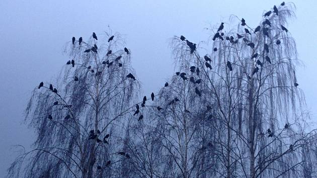 6693107-prerov-havran-polni-nocoviste denik-630-16x9