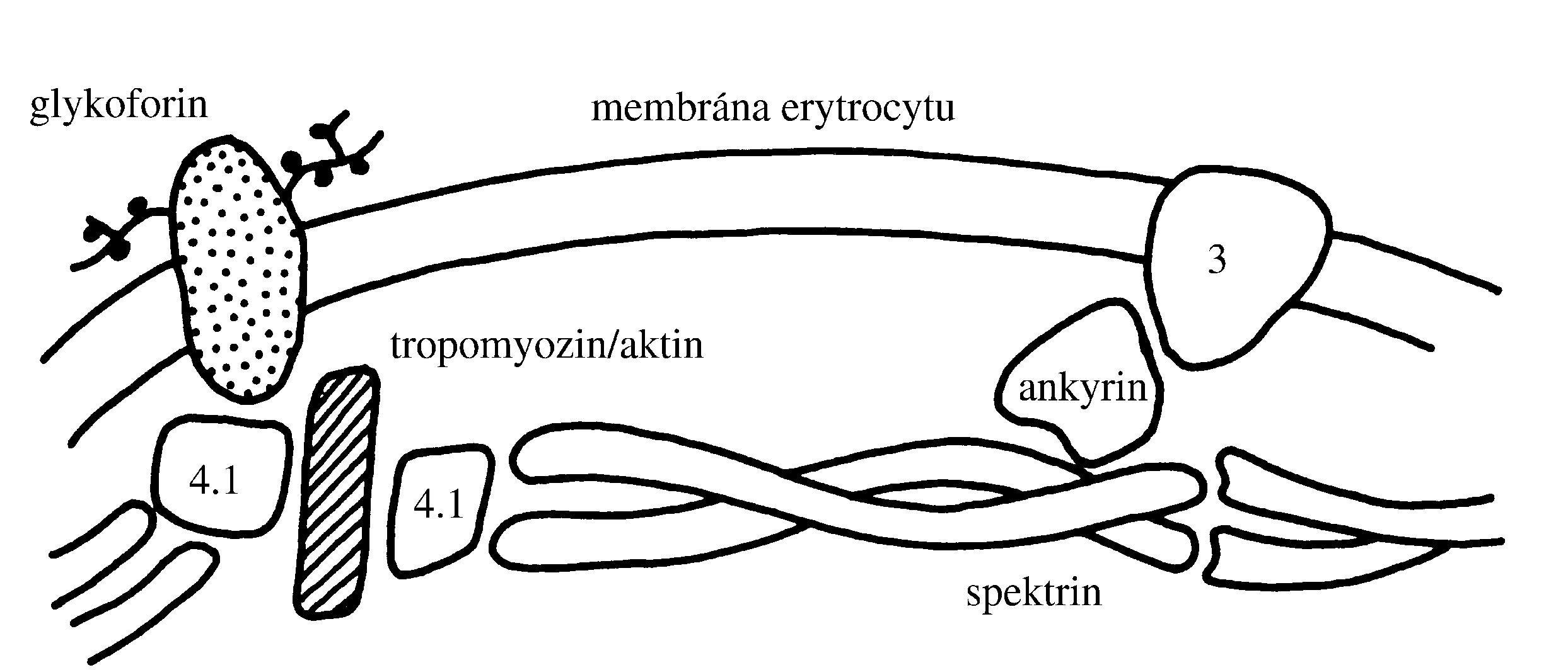 2021 Patologicka fyzio 1 Page 061 Image 0001