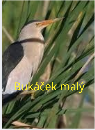 Screenshot 2025-02-10 10.59.54