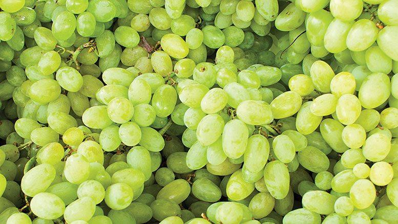 Spring-Grapes-Feature