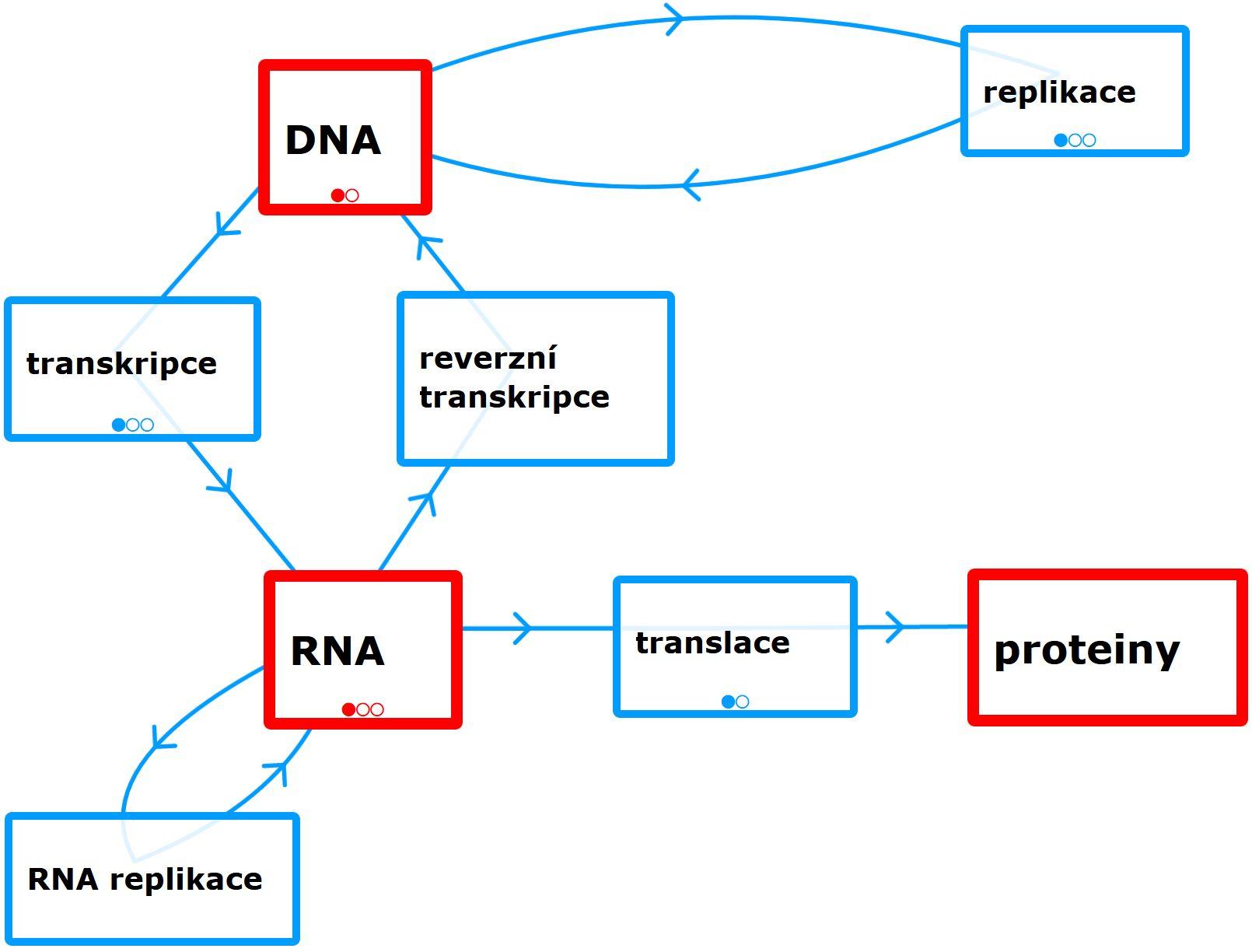 centrální dogma moje