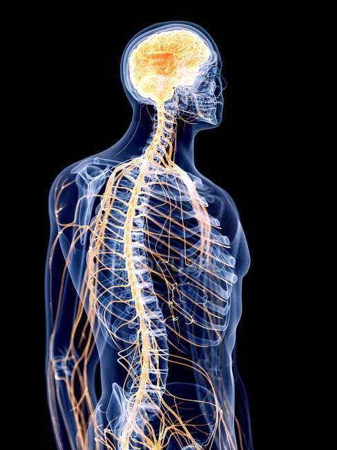 focused 243425848-stock-photo-rendered-illustration-human-nervous-system