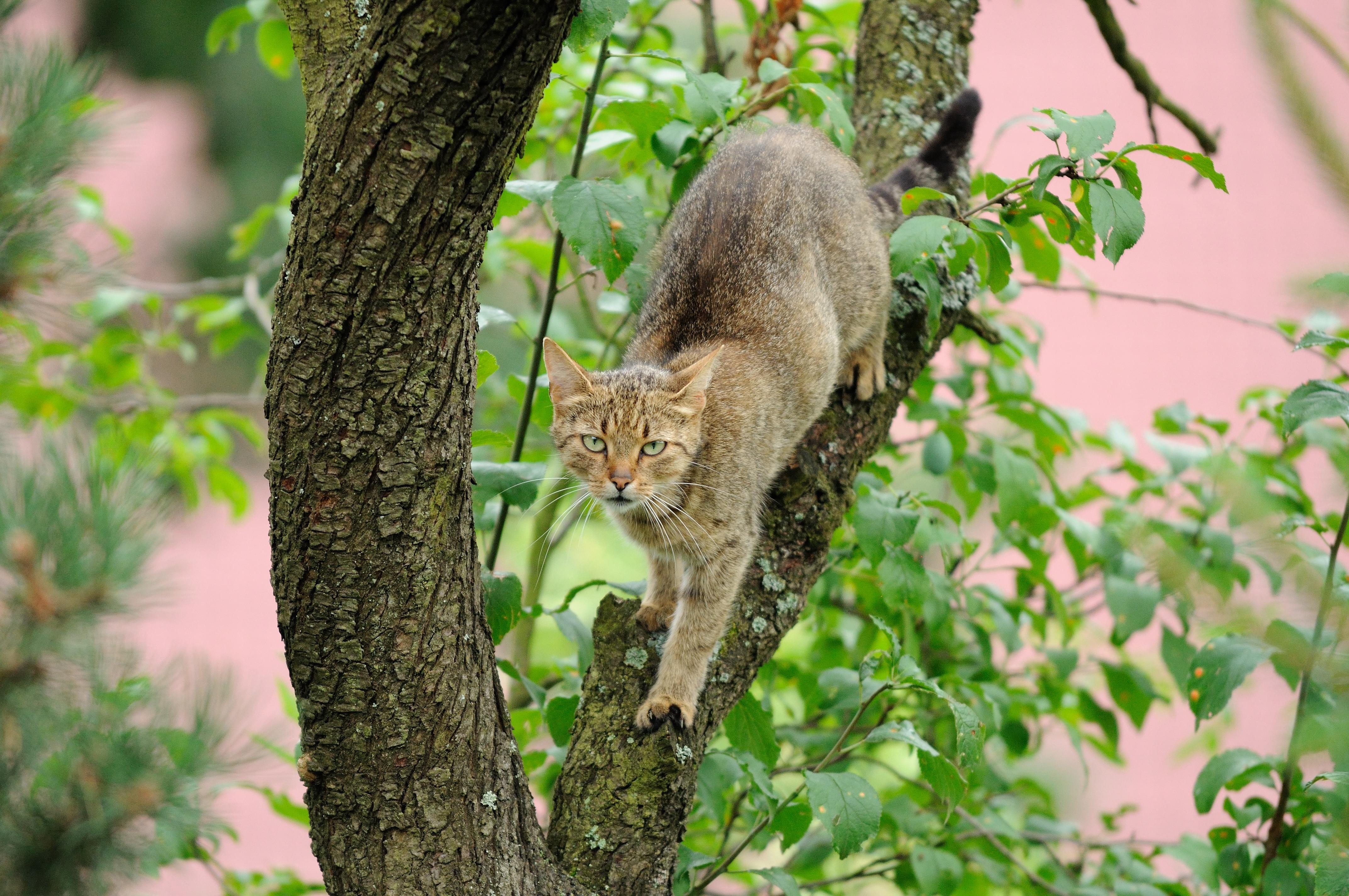cat on tree
