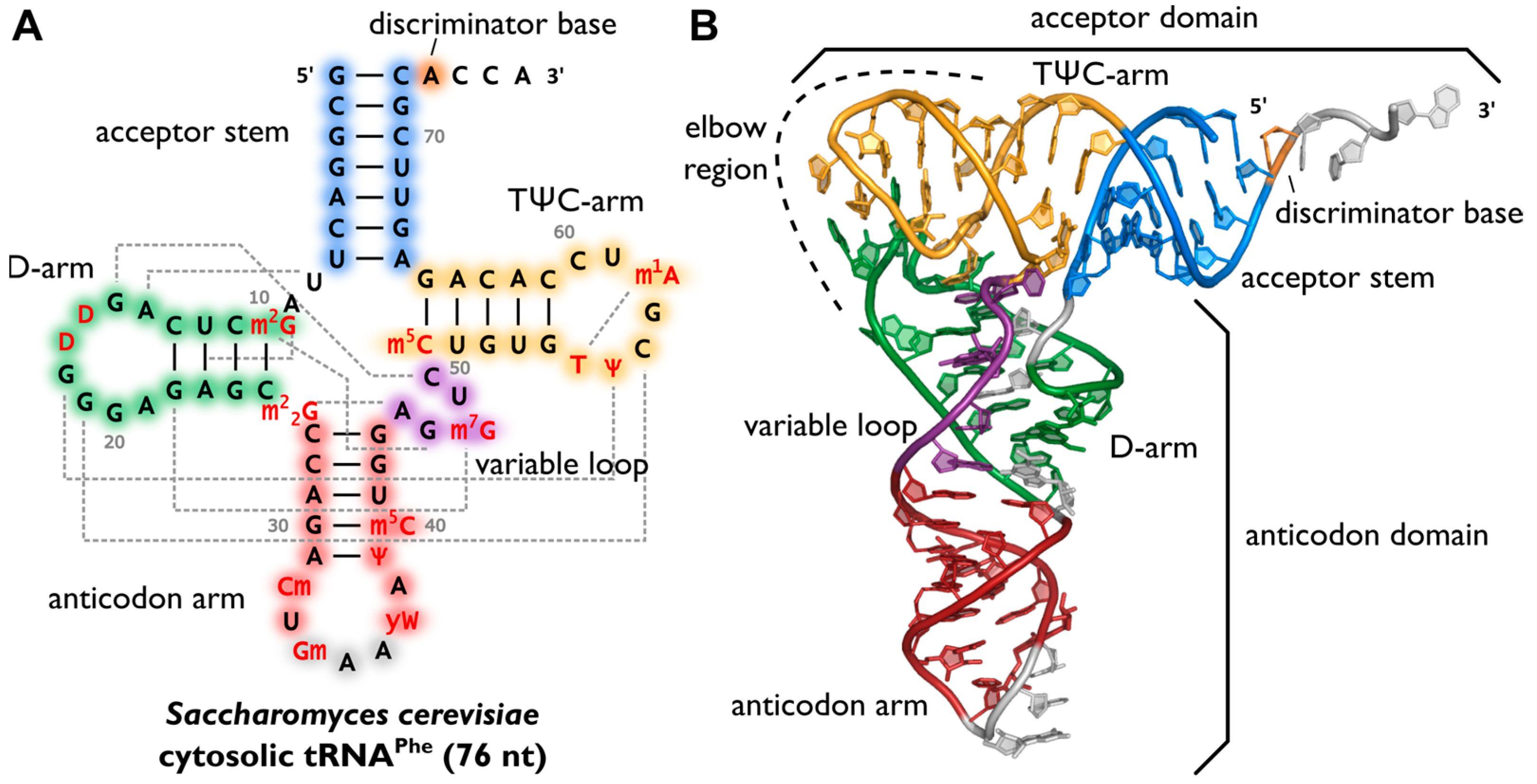 tRNA structure