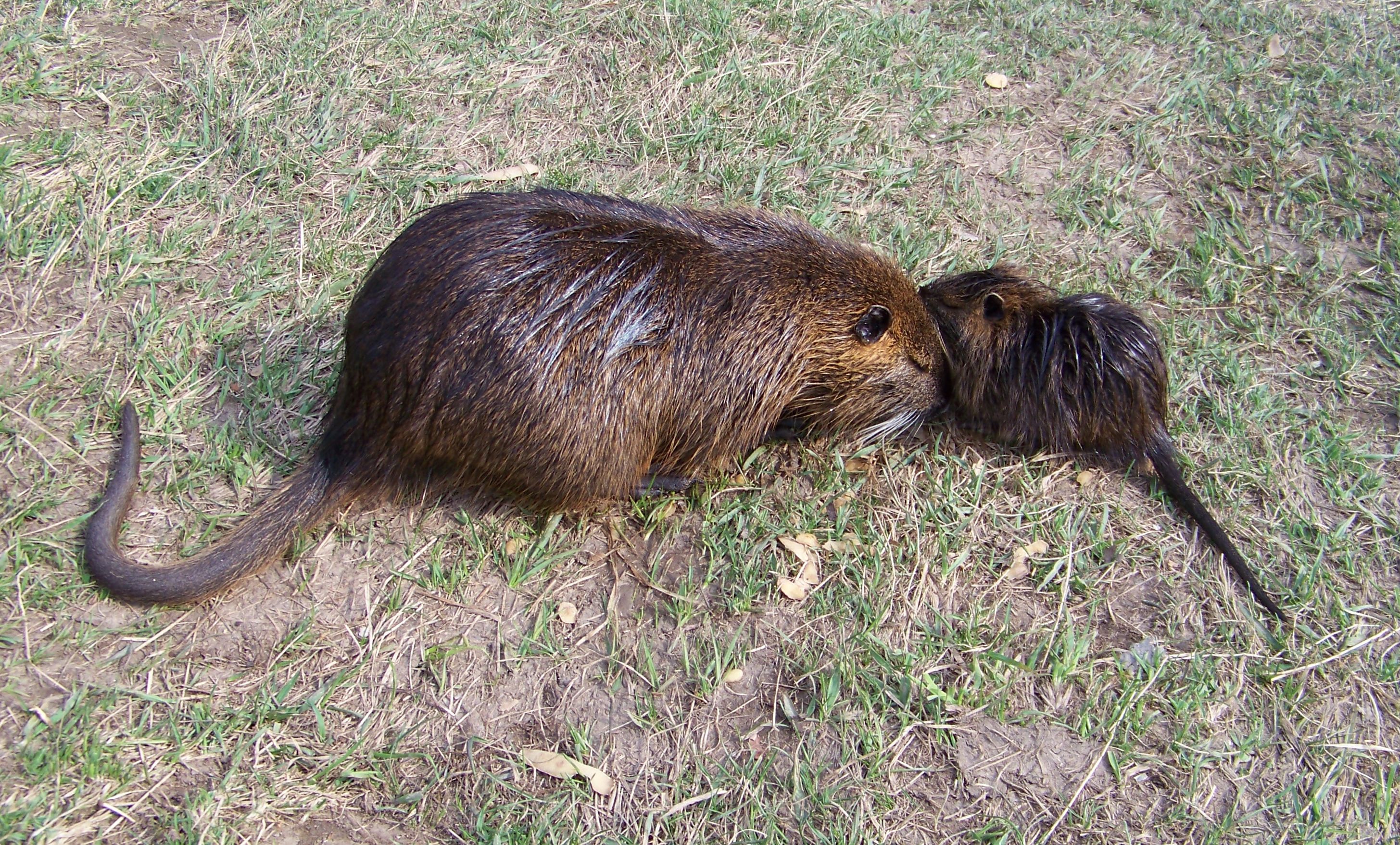Čtyřkoly, nutrie s mládětem