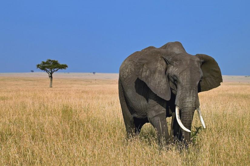 372672-elephant-wallpaper-1920x1200-cell-phone