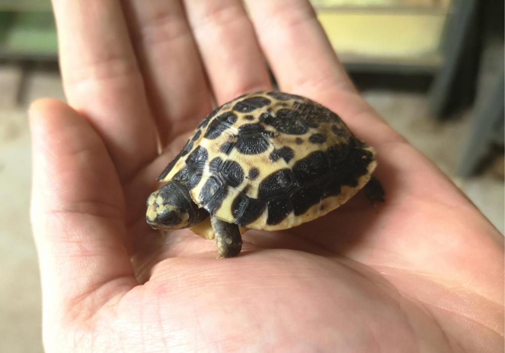 zelva-pavoukovita-mlade1-foto-zoo-brno