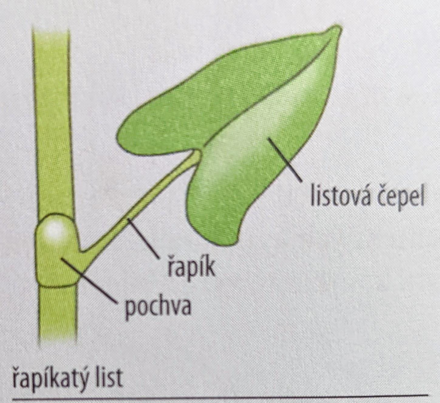 PXL 20221030 154117394