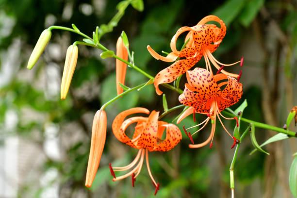 istockphoto-1331943351-612x612