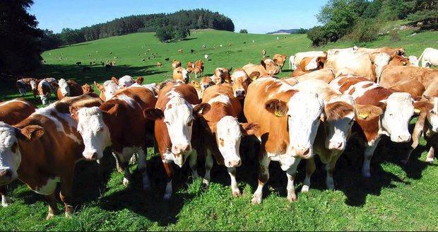 5055732 jilove-u-prahy-stado-kravy-krava-uslapani-v1