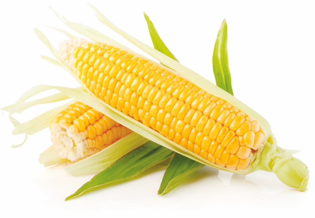 kukurica-pestovanie-Kop%C3%ADrovat