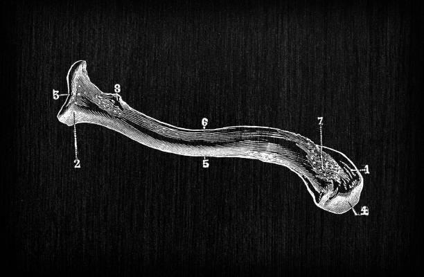 istockphoto-1338690501-612x612