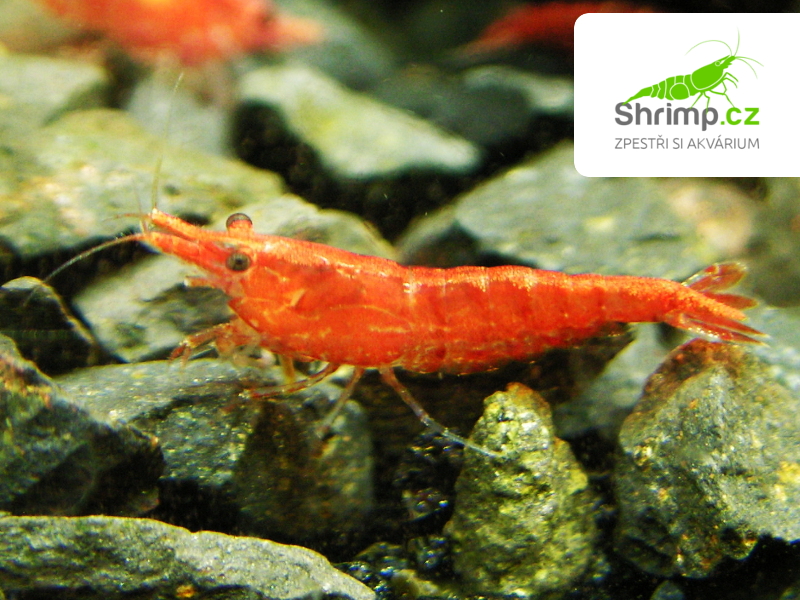  vyrn 33 vyr 33Krevetka-Red-Cherry--Neocaridina-davidi--2