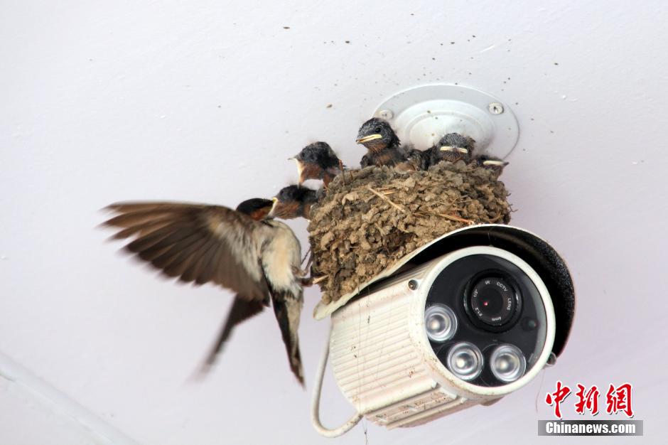 zhengzhou-swallow-builds-nest-on-security-camera-1 0