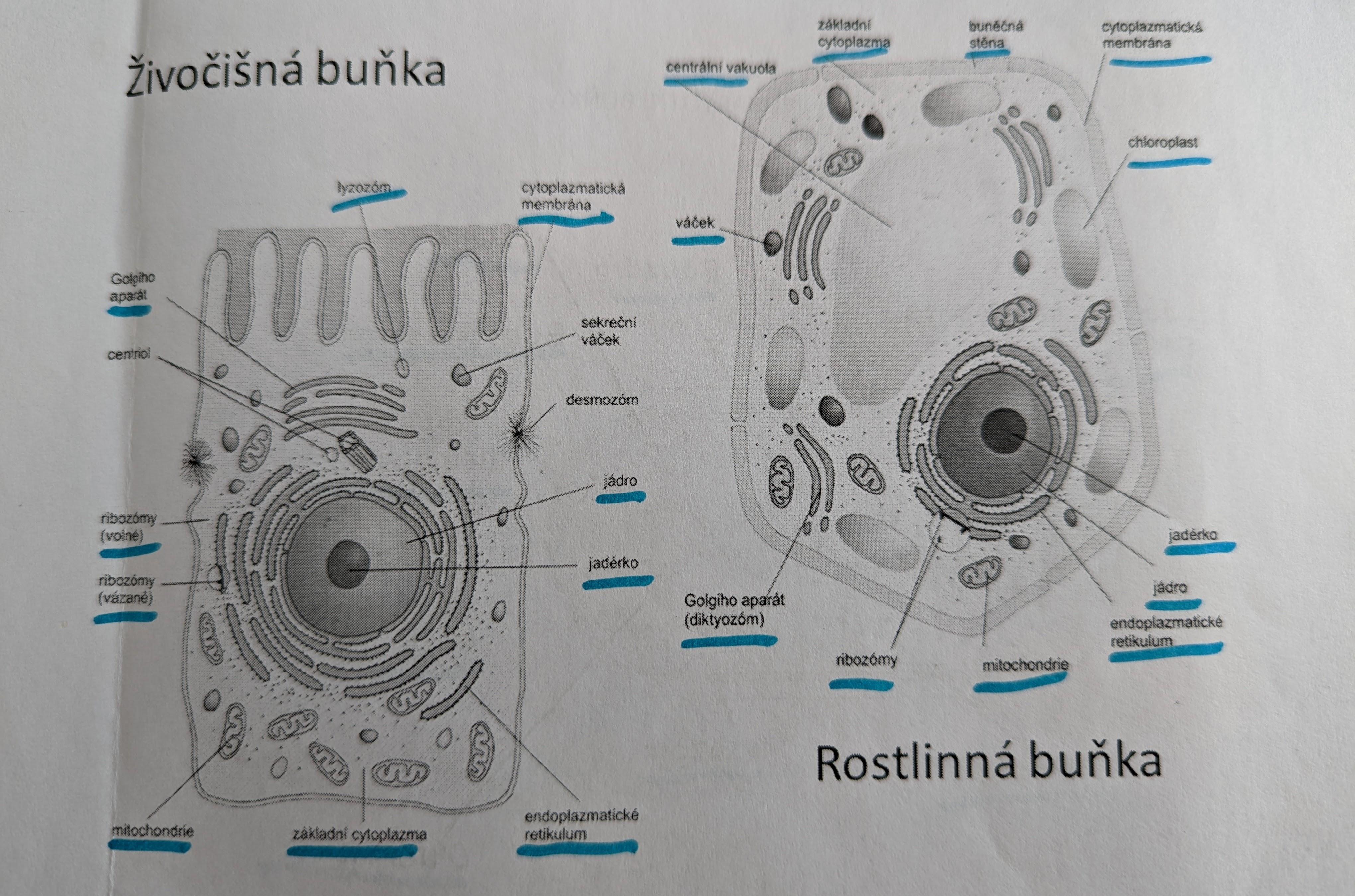 PXL 20220811 081948831
