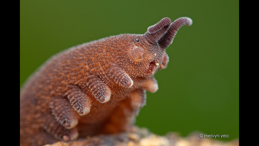 melvyn-yeo onychophora