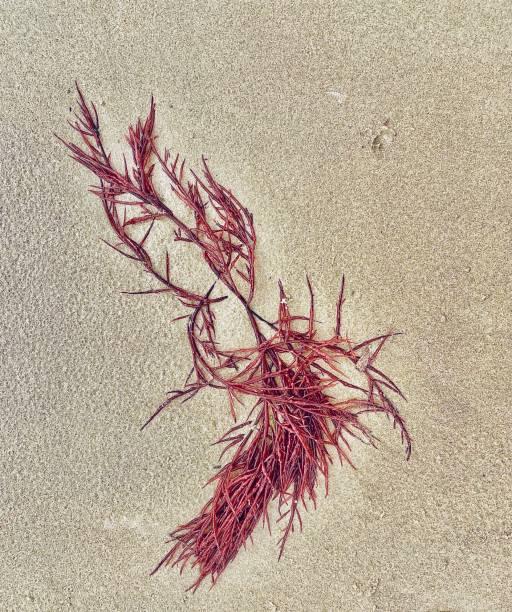 istockphoto-1359120199-612x612