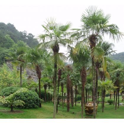 pestovani-mrazuvzdorna-palma-semena-trachycarpus-semena