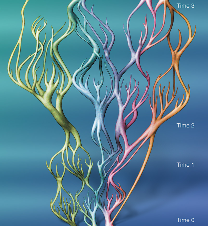 retikulární evoluce- John Veron’s hypothesis of reticulate evolution from Corals in Space and Time (1995)