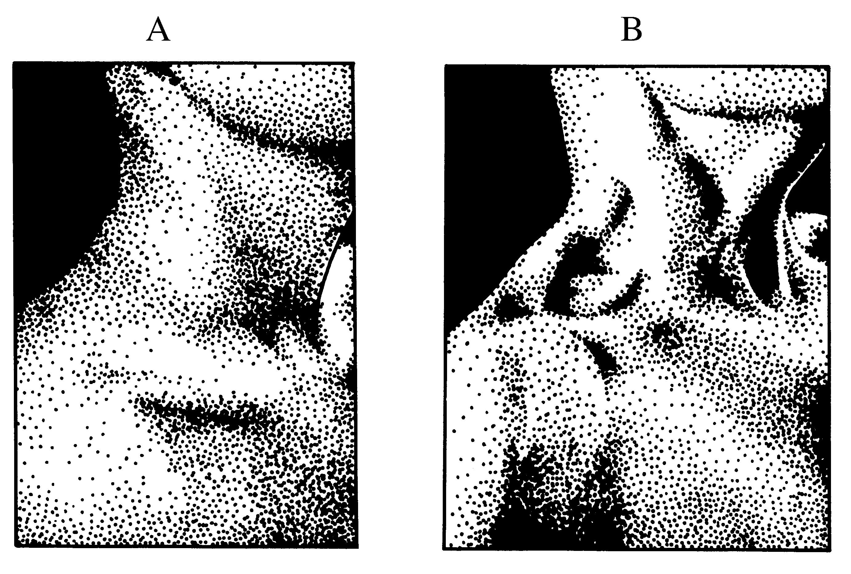 2021 Patologicka fyzio 1 Page 361 Image 0001