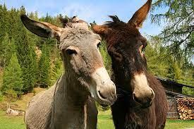 da44633b-c370-448f-be59-2be2025bc78a