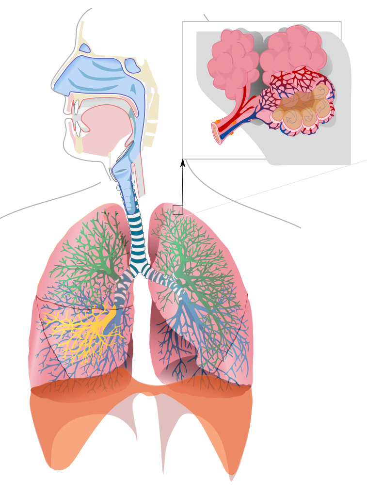 Respiratory system complete no labels.svg