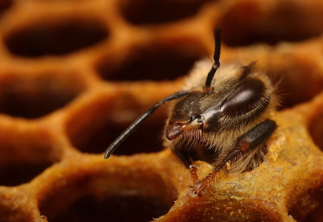 PD - dospělý jedinec