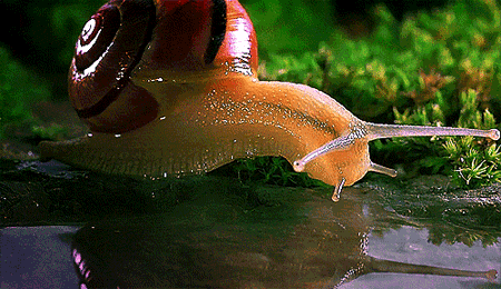 DisloyalDistinctGoldeneye-small