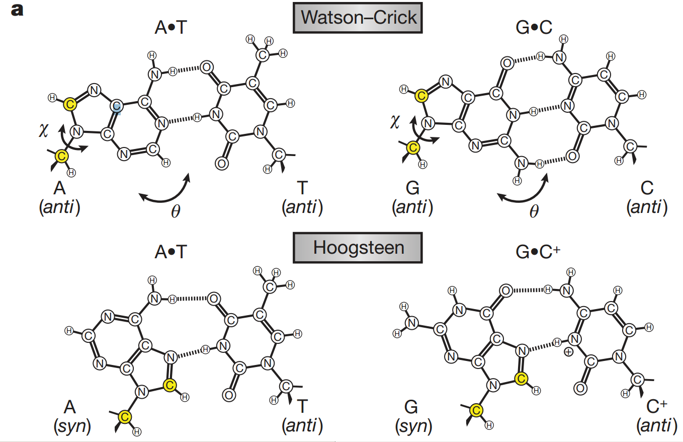 Hoogsteen and Watson–Crick base pairing