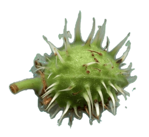 img344dfff-removebg-preview