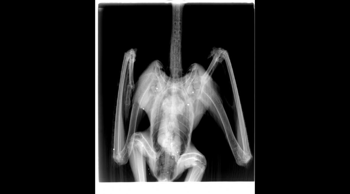 141226 jaszfelsoszentgyorgy retisas fank